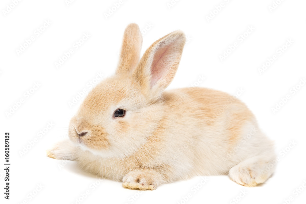 Naklejka premium rabbit on a white background