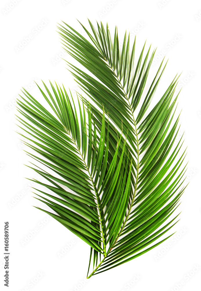 Fototapeta premium Palm leaf