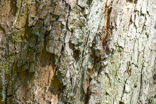 Texture of old tree bark
