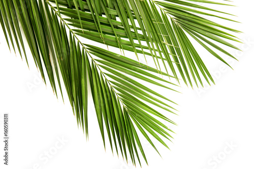 Palm leaf