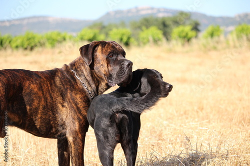 chiens : cane corso et labrador © canecorso