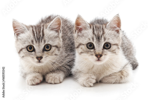 Fototapeta Naklejka Na Ścianę i Meble -  Two gray cat.