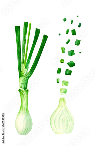 Green onions whole and cut isolated on white watercolor illustration 