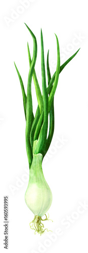Green onions isolated on white watercolor illustration