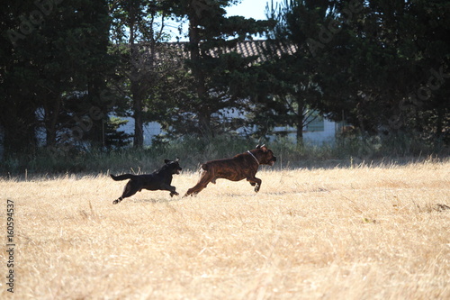 chiens qui courent cane corso et labrador
