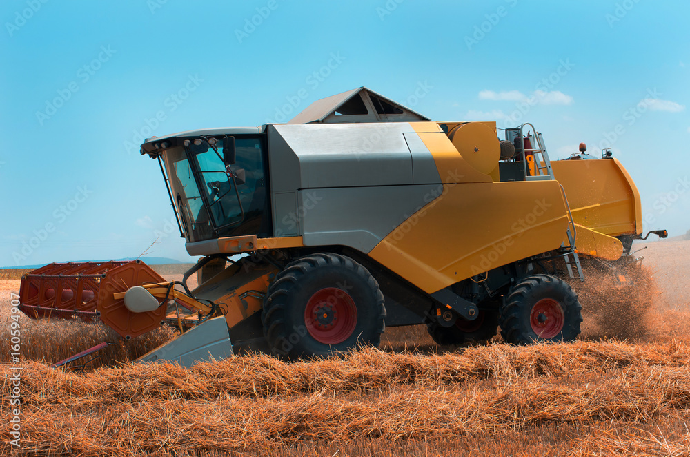 Fototapeta premium Grain harvesting with combine harvester