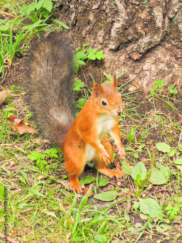 little red squirrel © rodakm