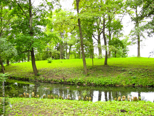 brook among the trees