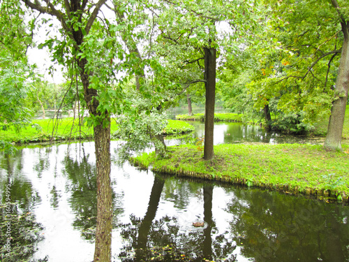 brook among the trees