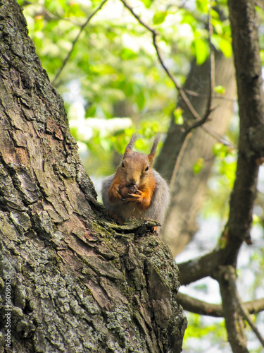 squirrel on the tree © rodakm