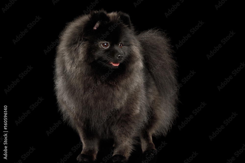 Furry Pomeranian Spitz Dog Standing on Isolated Black Background, front view Furry Pomeranian Spitz Dog Standing on Isolated Black Background, front view