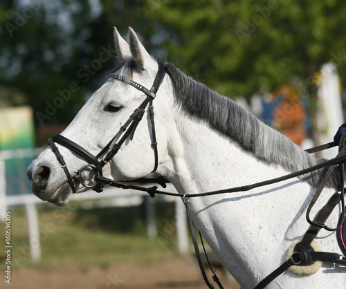 Beautiful sport horse head closeup on show jumping event