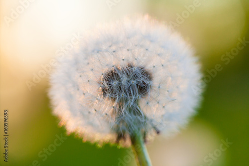 Fluffy dandelion flower against the background of the summer sunset and green grass