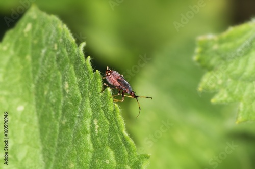 Natur, Tiere, Insekt, Wanze, Makro