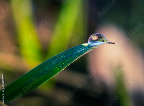 Photo of grass in under dew in early spring morning