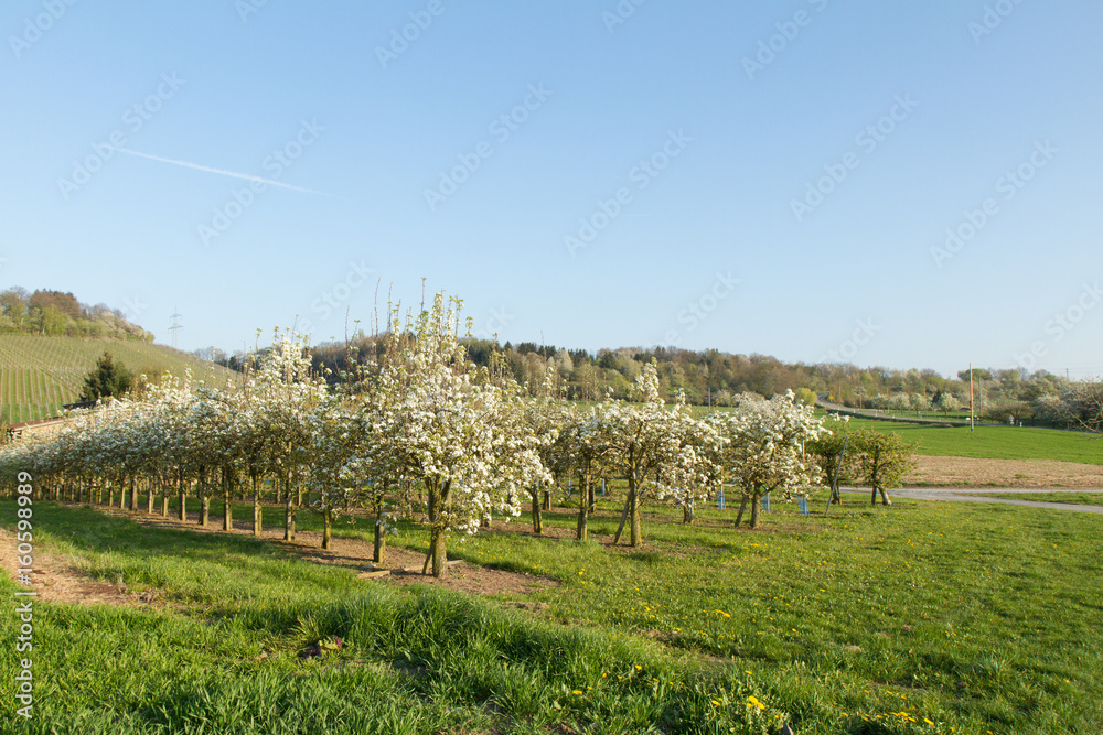 Fototapeta premium Obstbäume