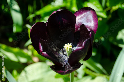 Wallpaper Mural one beutiful magic dark purple tulip Torontodigital.ca