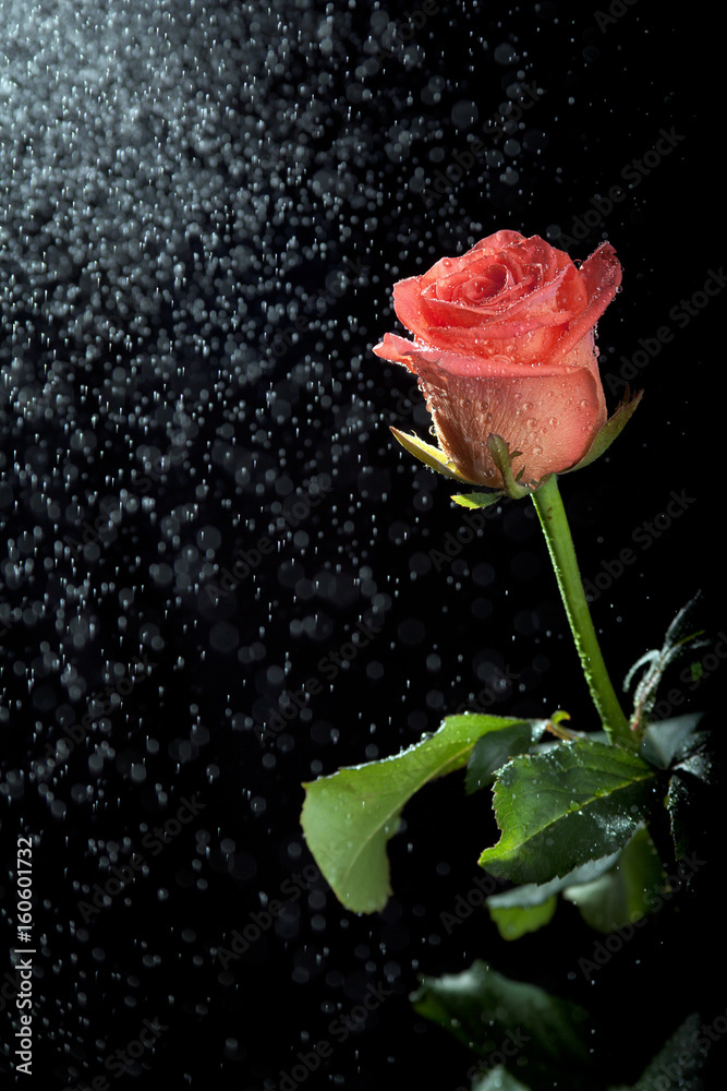 Rose in the spray of water