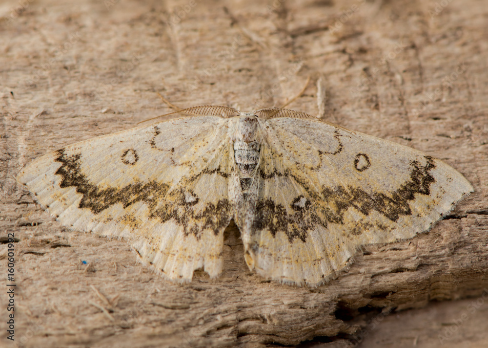 The mocha (Cyclophora annularia) moth from above. An attractive British moth that feeds on field maple (Acer campestre), in the family Geometridae The mocha (Cyclophora annularia) moth from above. An attractive British moth that feeds on field maple (Acer campestre), in the family Geometridae