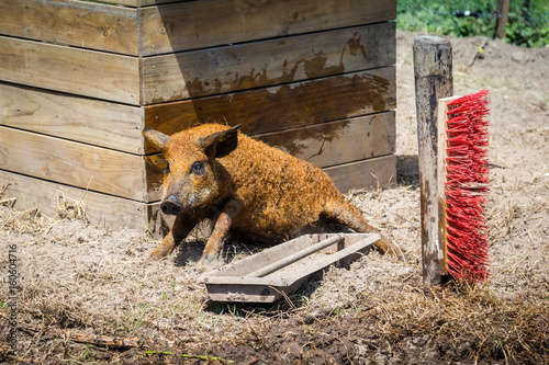 Mangalica pig photo