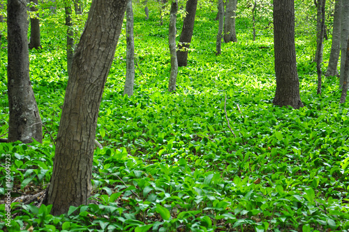 Wild garlic or bear garlic growing in forest in spring. Ramson field under a mountain. Green floor in the woods