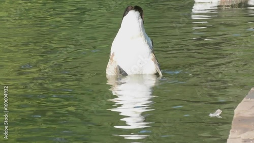 Canadian goose, Branta Canadensis, headstand underwater, in lake in London park