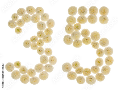Arabic numeral 35  thirty five  from cream flowers of chrysanthemum  isolated on white background