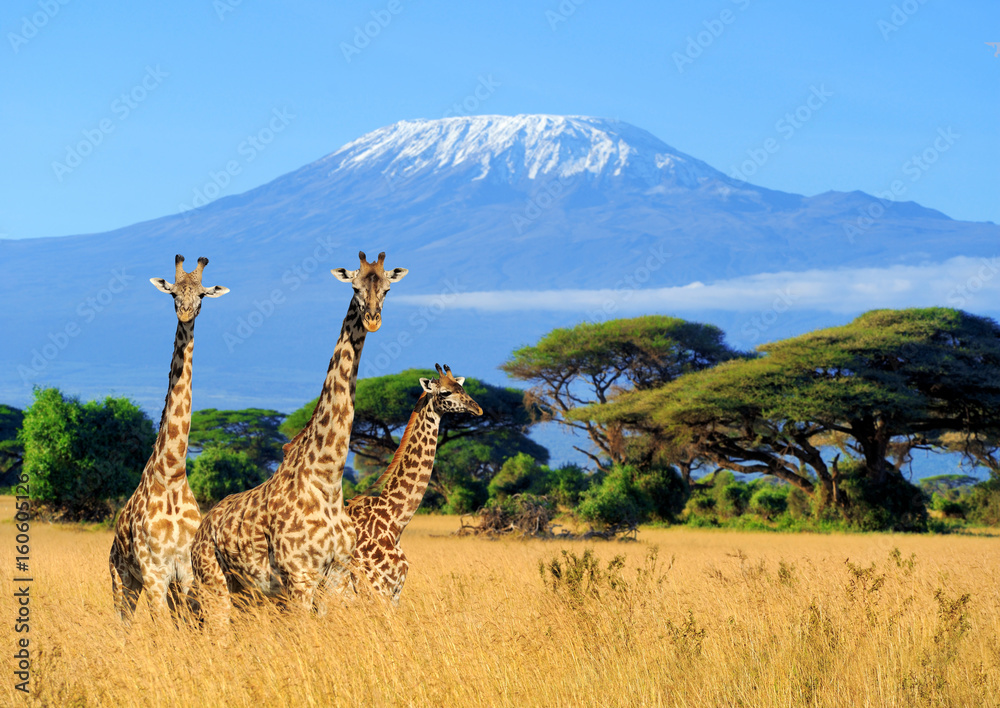 Naklejka premium Trzy żyrafy w Parku Narodowym Kenii