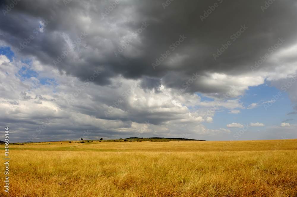 Savannah landscape in the National park in Kenya Savannah landscape in the National park in Kenya