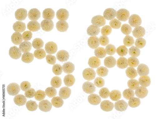 Arabic numeral 58, fifty eight, from cream flowers of chrysanthemum, isolated on white background