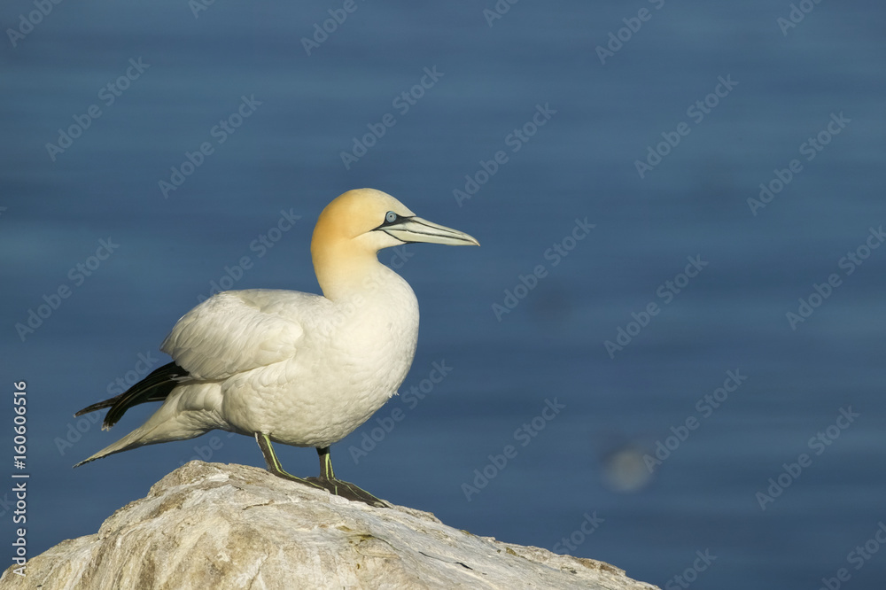 Northern Gannet (Morus bassanus) Northern Gannet (Morus bassanus)