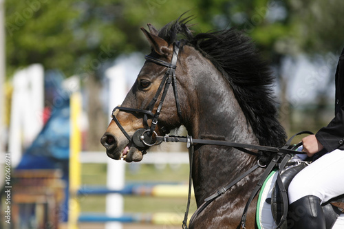 Unidentified jumping rider on horseback overcomes barriers