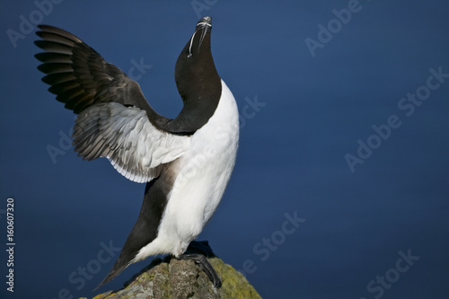 Razorbill  Alca torda  flapping wings perched on a rock