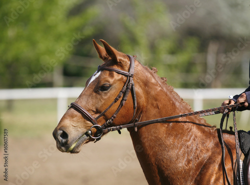 Chestnut colored purebred beautiful jumping horse canter on show jumping event