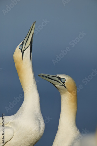 Northern Gannet (Morus bassanus)