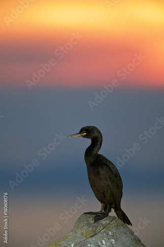 Common cormorant or Shag (Phalacrocorax aristotelis) at sunset