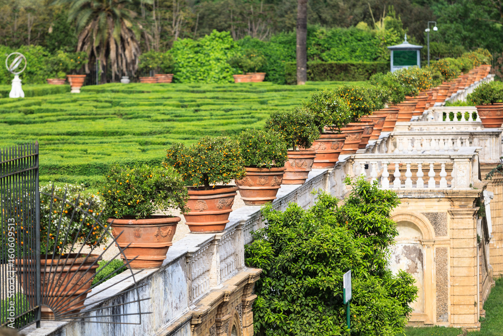 Φωτογραφία Flowerspots with decorative orange in Villa Doria Pamphili at Via Aurelia Antica