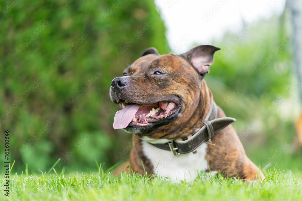 Vertical photo of staffordshire bull terrier on grass field with wide open mouth and tongue. Very soft focus on nose. Background green bokeh.