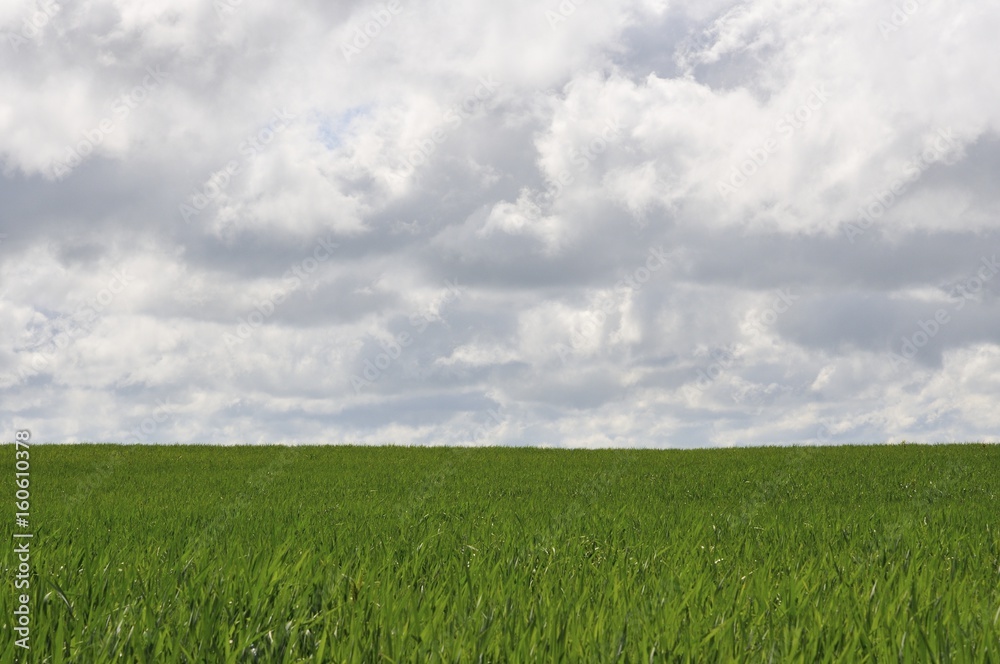 Cielo agitato  e grano in crescita