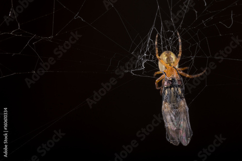 Spider eating fly caught in the net with black background photo