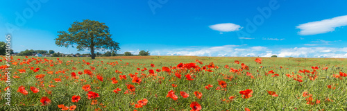 Obraz na płótnie Poppy field