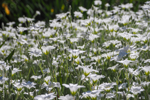 The background of the many white flowers in the summer. Cerastium biebersteinii DC.  