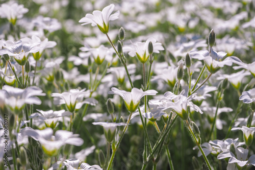 The background of the many white flowers in the summer. Cerastium biebersteinii DC. 