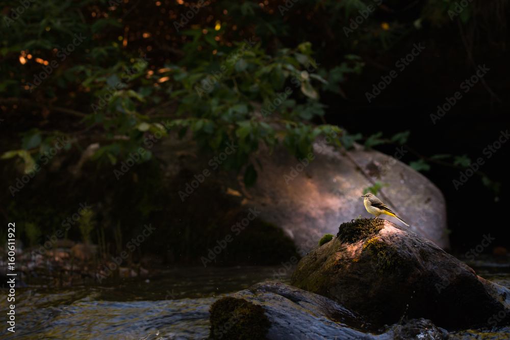 Bergeronnette dans le ruisseau