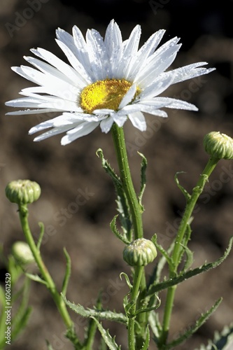 Beautiful flower of the astry in the garden photo