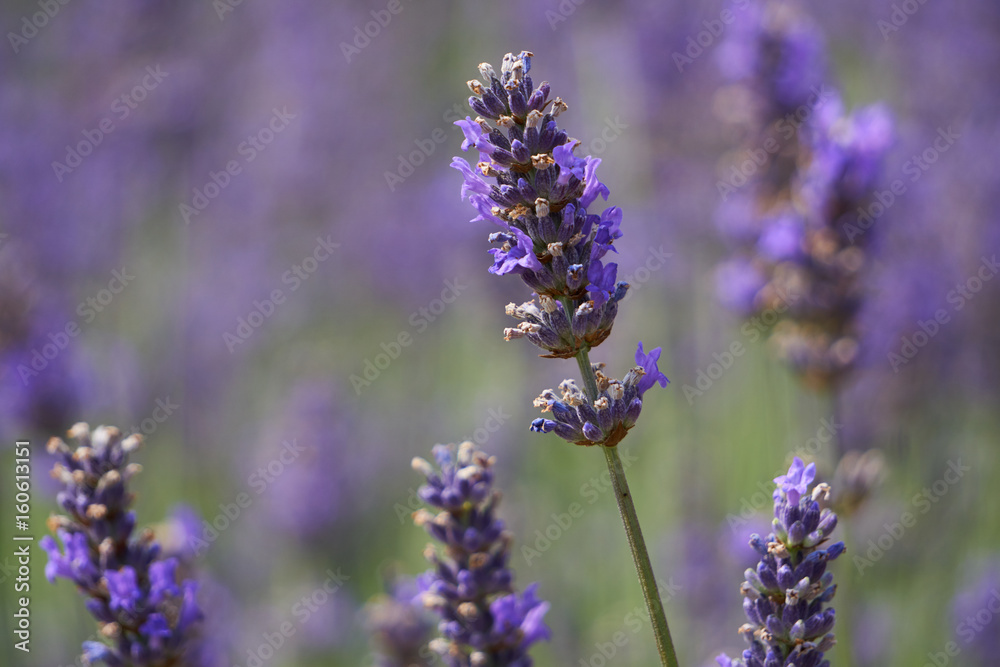 Lavendel Lavendel