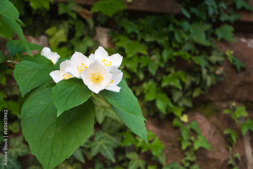 A close-up of jasmine branch with a dark brick wall at the background.