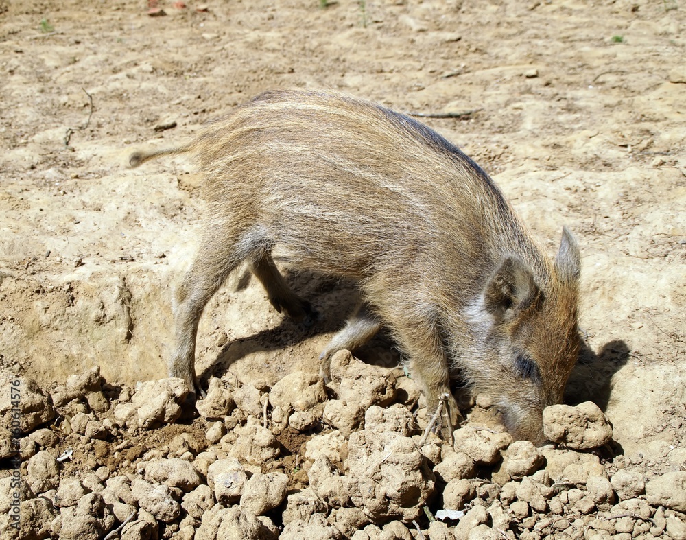 Ein Frischling wühlt im Boden Ein Frischling wühlt im Boden