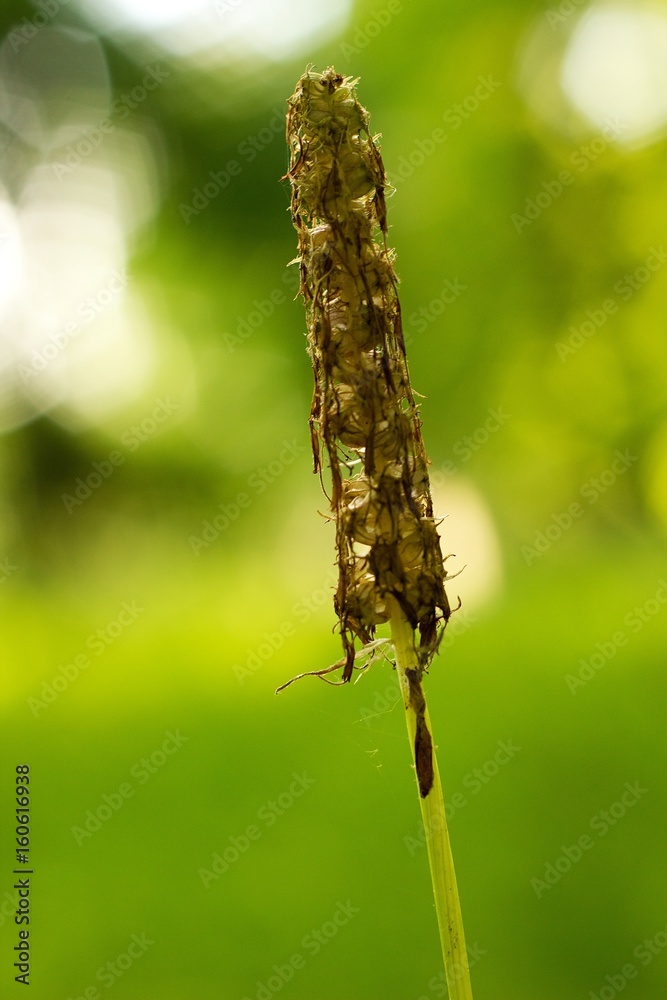 Abstract green grass for background. Abstract green grass for background.
