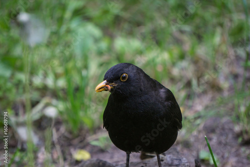 blackbird has caught a larva © PabloStock